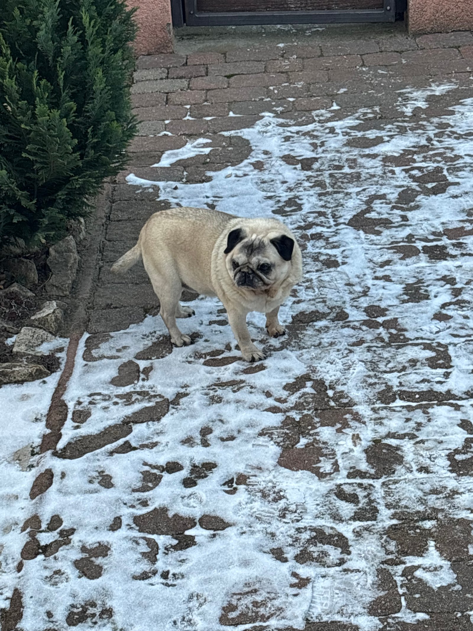 Szalánszki Zsófia portfolio