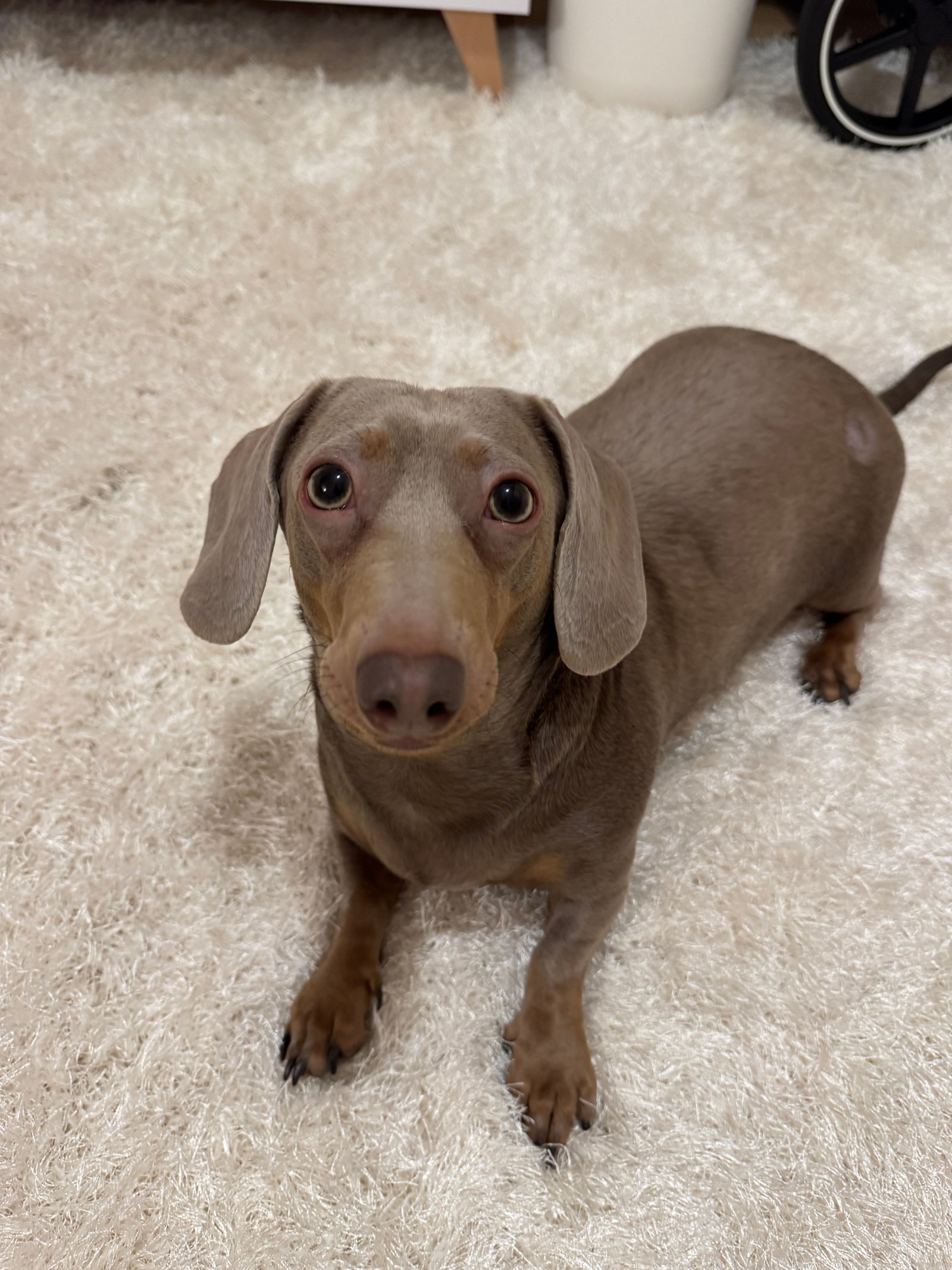 Schaffer-Okvátovity Szonja portfolio