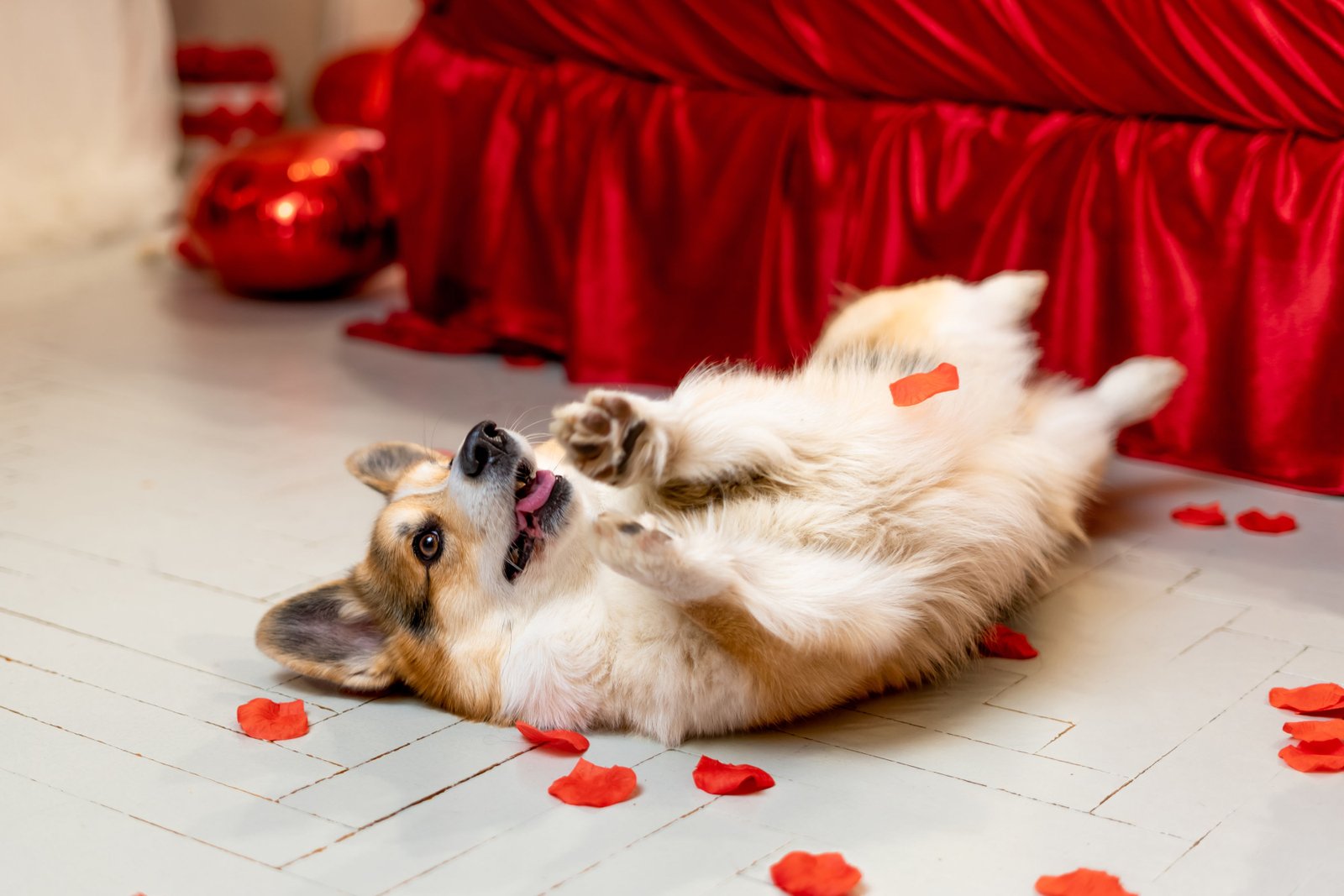 Popi the Corgi portfolio