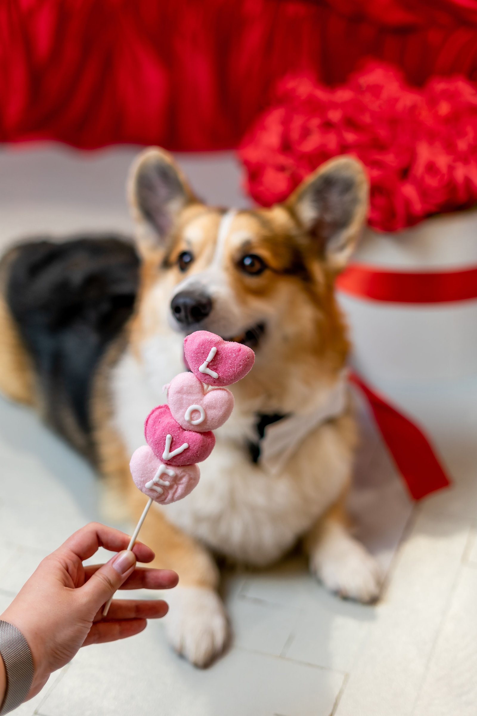 Popi the Corgi portfolio