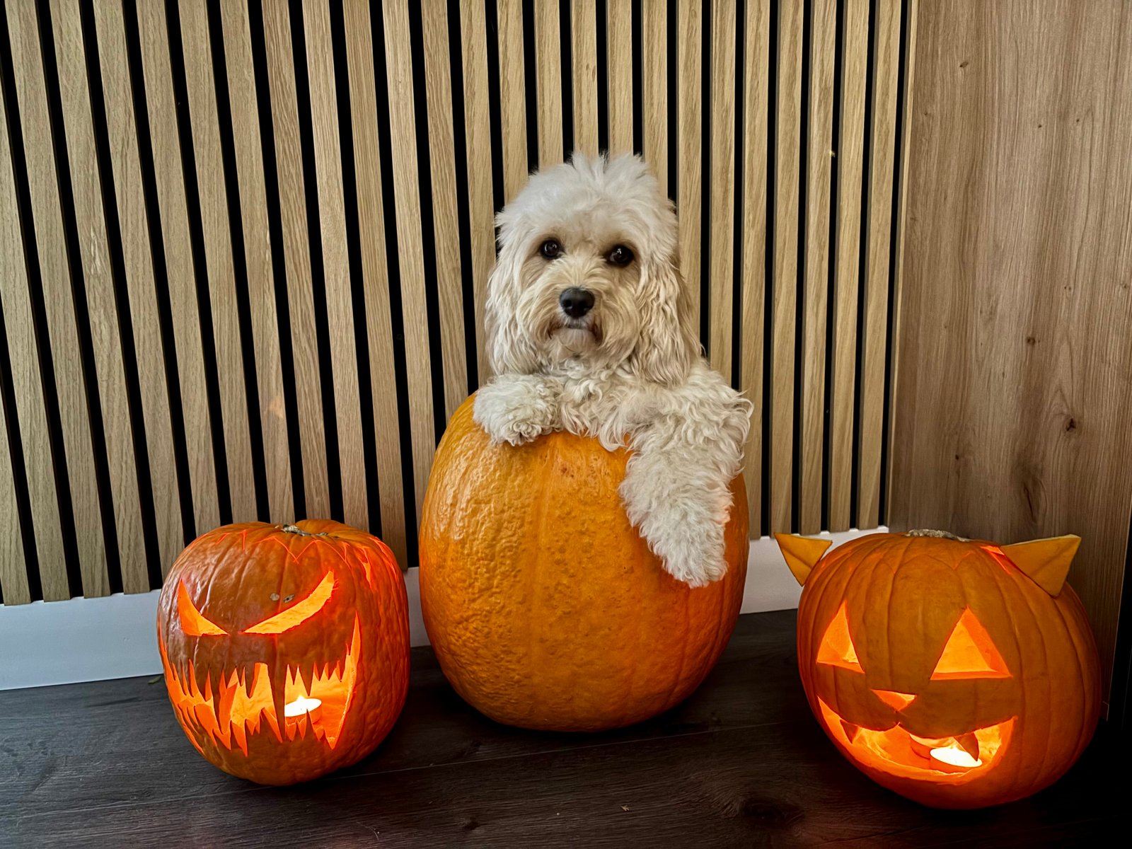 Ferling Zsanett portfolio