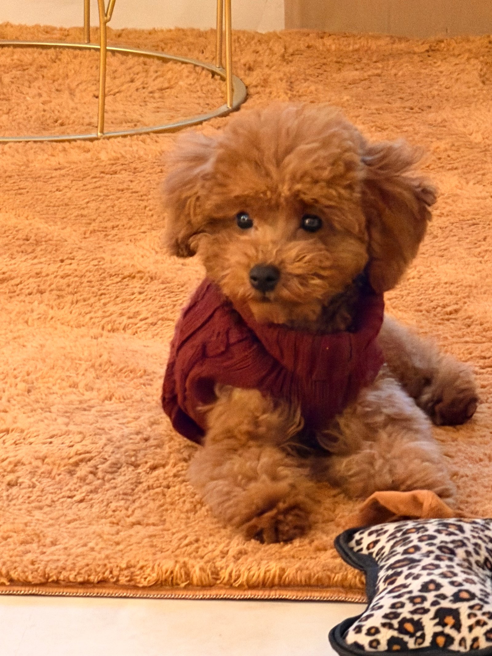 Budai Katalin portfolio