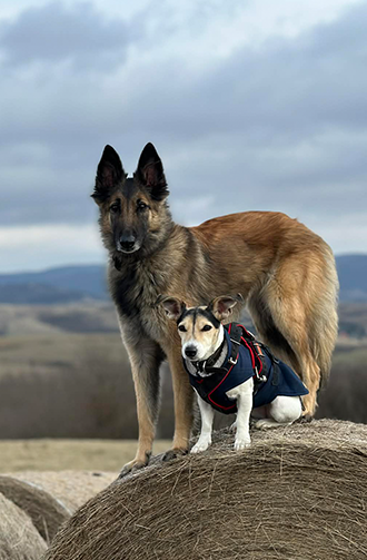 Berki Szilvi | Nudli & Roxi portfolio