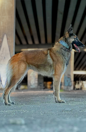 Berki Szilvi | Nudli & Roxi portfolio