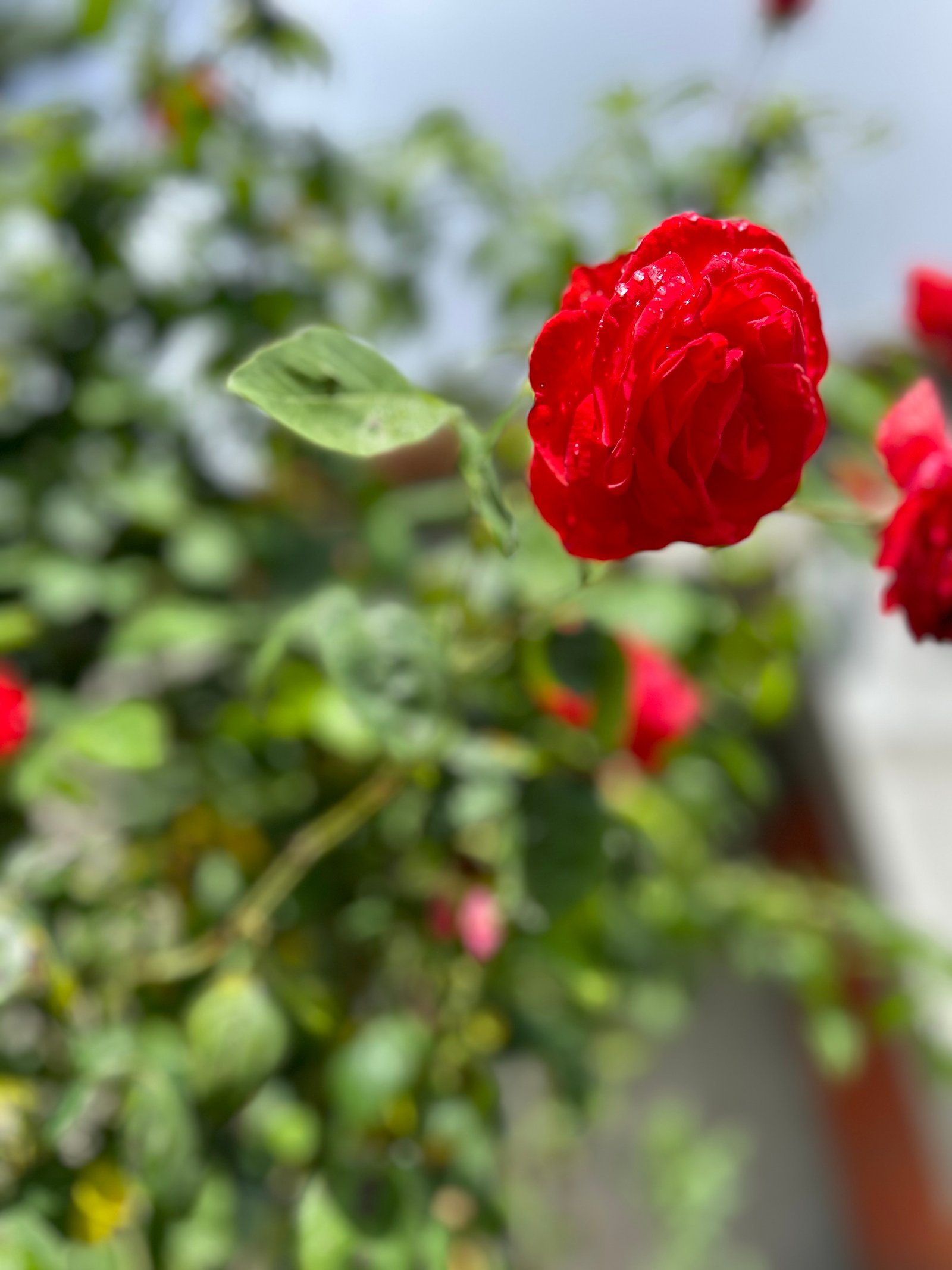 Faragó Éva portfolio