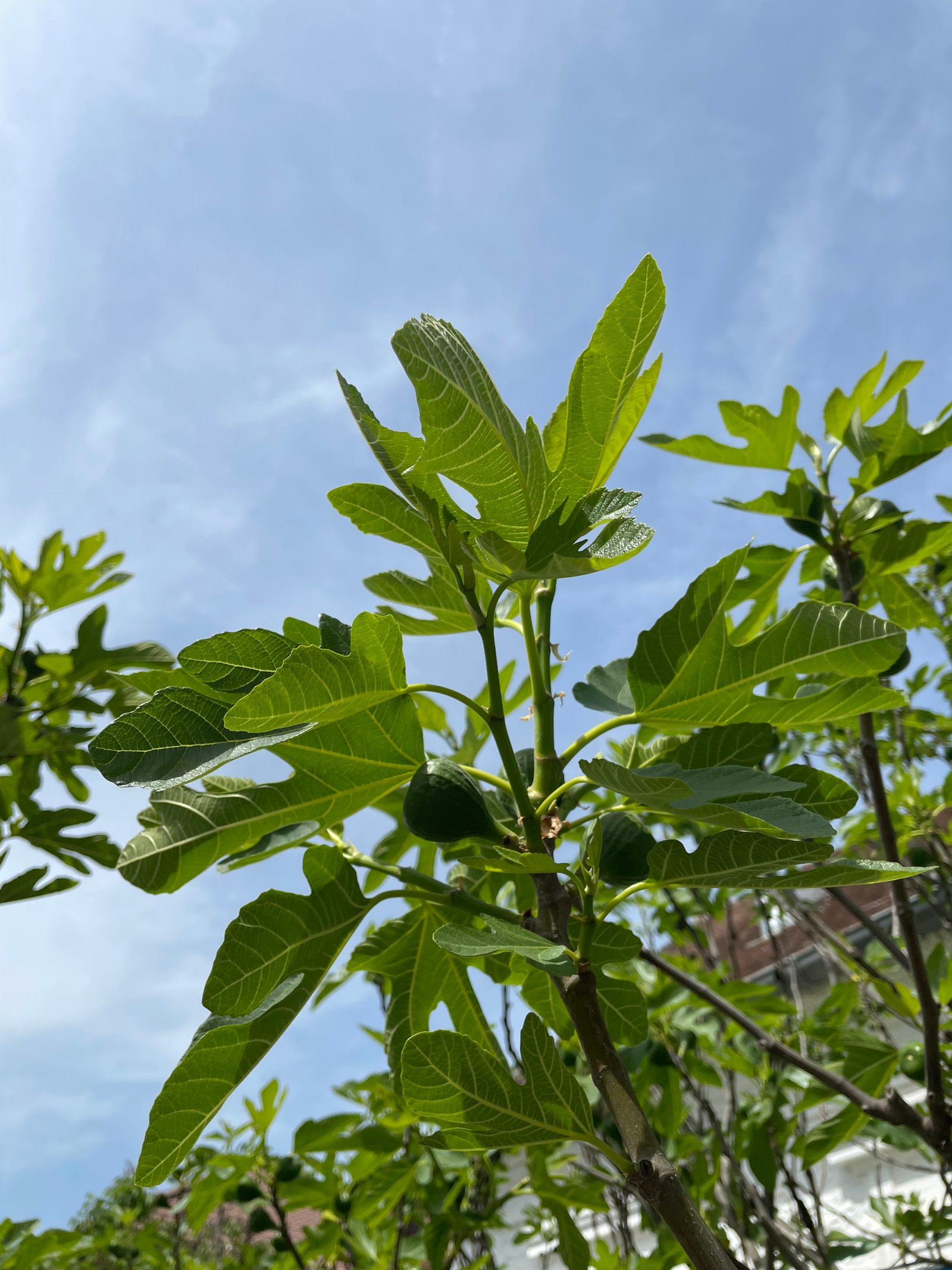 Lórántfy Kolos portfolio