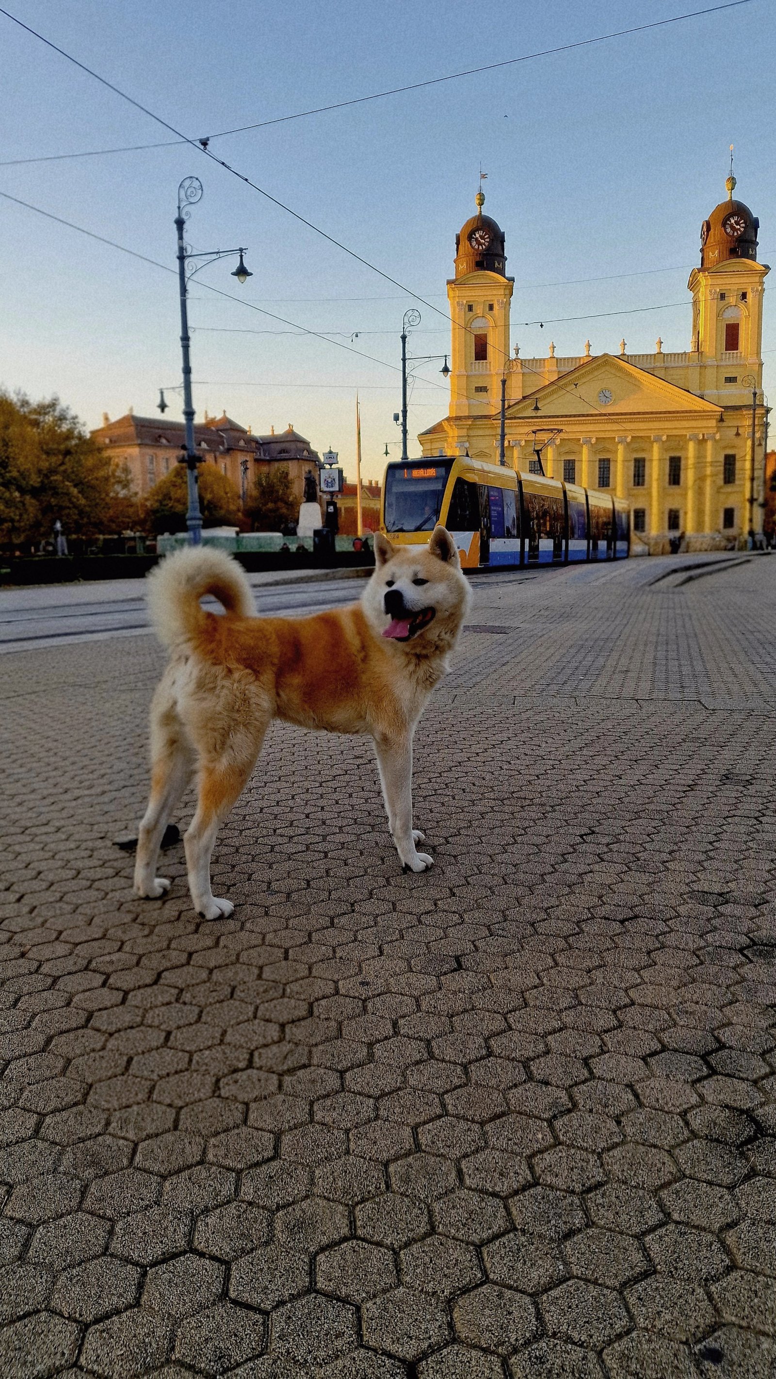 Madarász Fanni portfolio