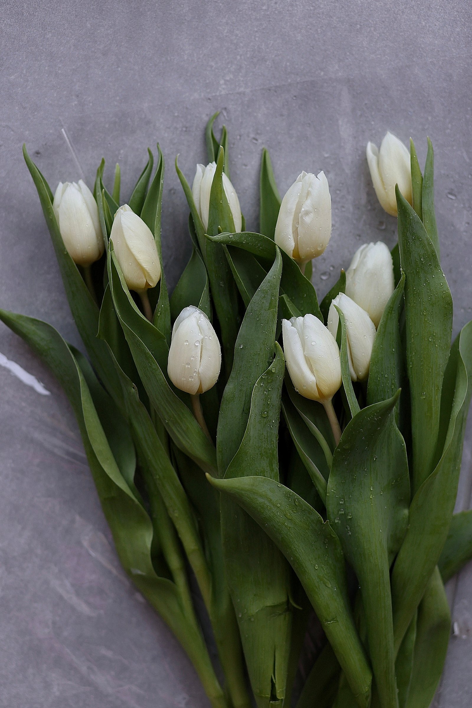 Szabó Linda portfolio