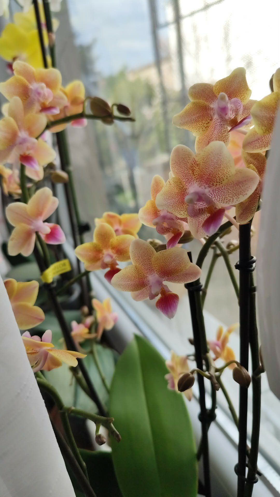 Kun Viktória portfolio