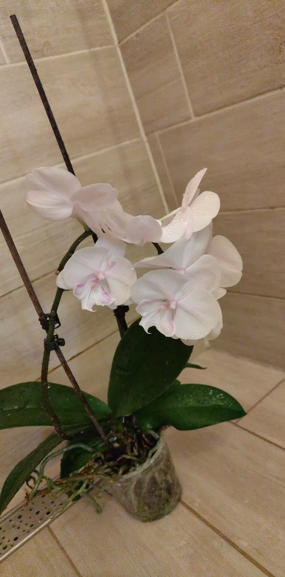 Kun Viktória portfolio