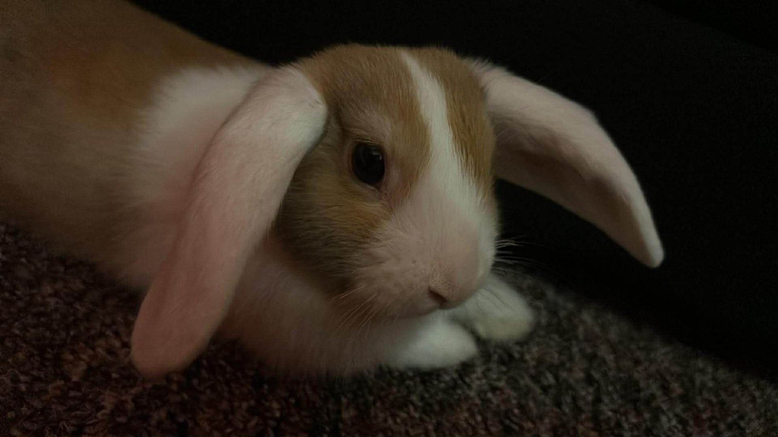 Magyar Zsófia portfolio